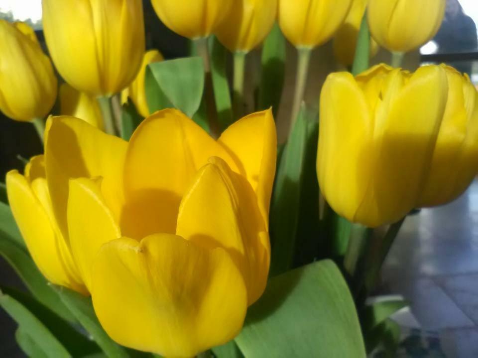 B&B Il Tulipano Taranto Dış mekan fotoğraf